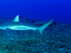 アメリカで初の「サメ漁」が禁止となったハワイ州