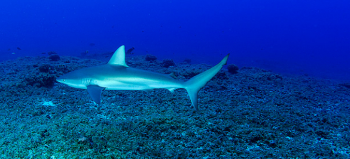 アメリカで初の「サメ漁」が禁止となったハワイ州 | ハワイの最新情報