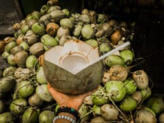 【徹底解説】ハワイにおけるココナッツの歴史