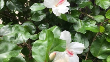 ハワイの花とフルーツで綺麗になる！