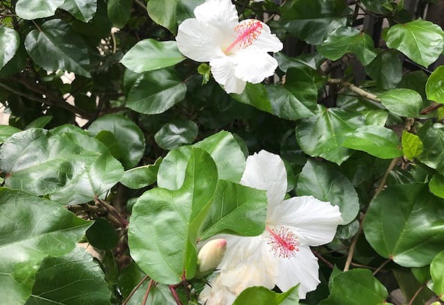 ハワイの花とフルーツで綺麗になる!