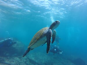 ハワイの自然を守ろう！絶滅危惧種をご紹介