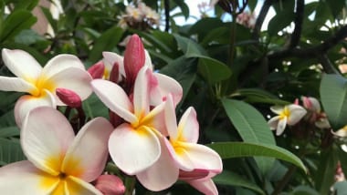女性の幸せを願うハワイの花！プルメリアのコスメ