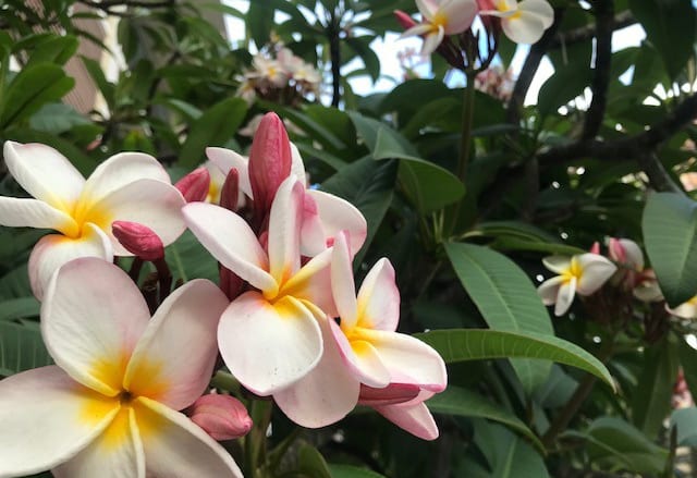 女性の幸せを願うハワイの花！プルメリアのコスメ