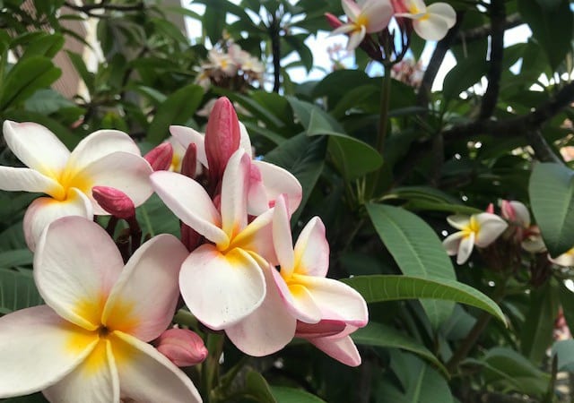 女性の幸せを願うハワイの花！プルメリアのコスメ