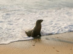 嬉しいニュース！ハワイでモンクシールの数が増加♪