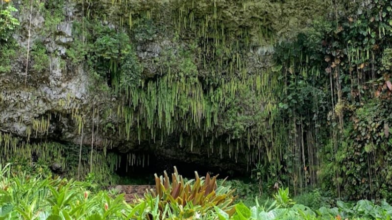 ワイルアリバー・クルーズを利用してシダの洞窟へ！