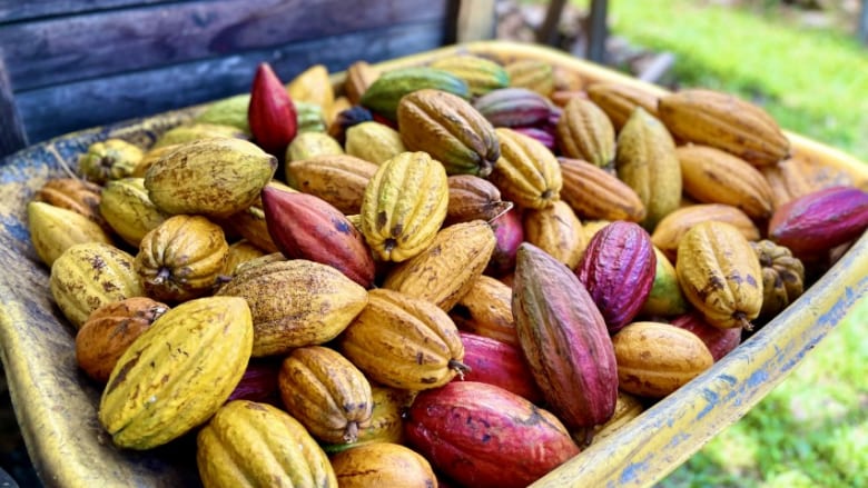 【ハワイ島】全米初＆全米で唯一！世界で0.1％の世界一稀少な「幻のカカオ」が楽しめるマニア垂涎のチョコ祭りとは？