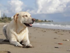 愛犬とハワイ♪カカアコ地区にドッグパークの建設が決定！