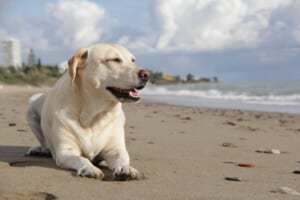 愛犬とハワイ♪カカアコ地区にドッグパークの建設が決定！