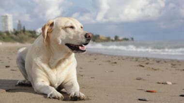 愛犬とハワイ♪カカアコ地区にドッグパークの建設が決定！