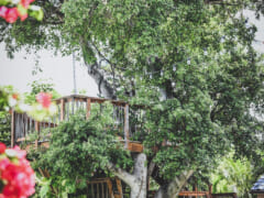ツリーハウス・ハワイ・リトリート・ヨガ/Treehouse Hawaii Retreat Yoga