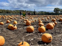 ハワイで楽しむハロウィン♪WAIMANALO COUNTRY FARMSの「2022 FALL HARVEST FESTIVAL」に行ってきました！