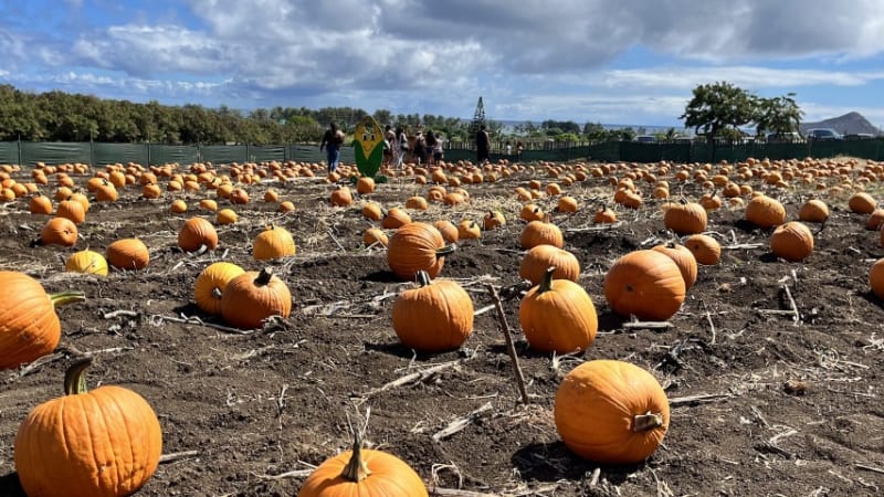 ハワイで楽しむハロウィン♪WAIMANALO COUNTRY FARMSの「2022 FALL HARVEST FESTIVAL」に行ってきました!