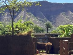 大人だって楽しい！新しい仲間が加わったホノルル動物園の楽しみ方