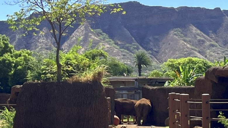 大人だって楽しい!新しい仲間が加わったホノルル動物園の楽しみ方