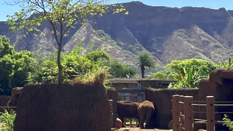 大人だって楽しい！新しい仲間が加わったホノルル動物園の楽しみ方