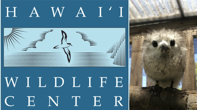 ハワイ中の野生動物を保護するハワイ・ワイルドライフ・センター！傷ついた動物たちを癒す驚異のゴッドハンドたち