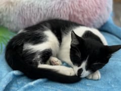 猫と触れ合える癒しの空間！「ハワイ・キャット・カフェ」で過ごす時間