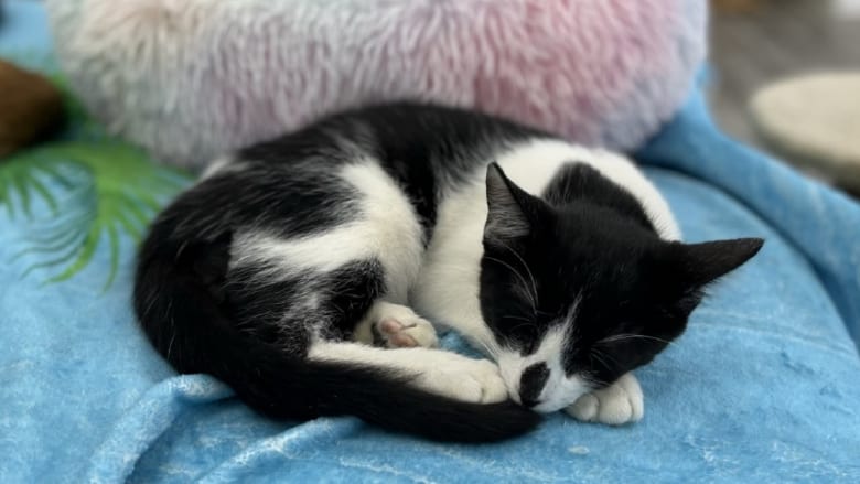 猫と触れ合える癒しの空間!「ハワイ・キャット・カフェ」で過ごす時間