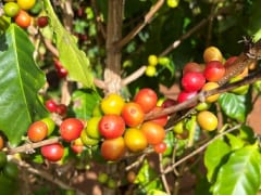 【ハワイ産コーヒーの歴史】始まりはオアフ島！コーヒーの木に囲まれてコーヒーを飲もう