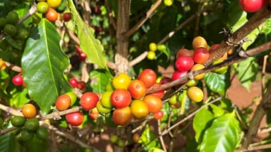 【ハワイ産コーヒーの歴史】始まりはオアフ島！コーヒーの木に囲まれてコーヒーを飲もう
