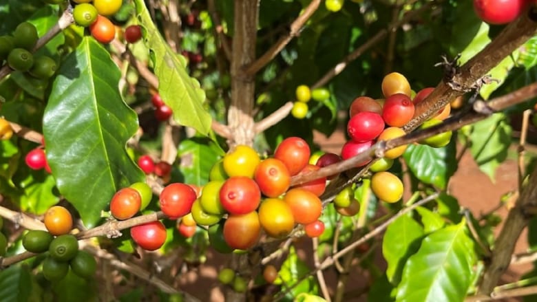 【ハワイ産コーヒーの歴史】始まりはオアフ島！コーヒーの木に囲まれてコーヒーを飲もう