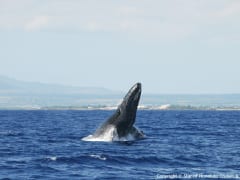 この世で最も美しいブルーを見に　Whale Watching- Star of Honolulu-