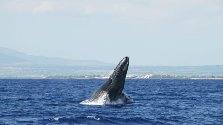 この世で最も美しいブルーを見に　Whale Watching- Star of Honolulu-
