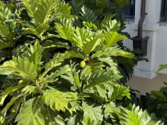 え！これ食べられるの？街歩きで探してみよう、ハワイの「伝統植物」