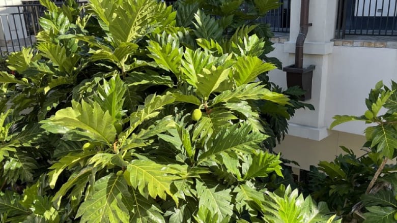 え!これ食べられるの?街歩きで探してみよう、ハワイの「伝統植物」