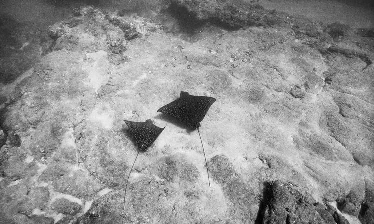 オアフ島在住の水中写真家、Katharine Kollmanが撮影するフリーダイバーの神秘の世界