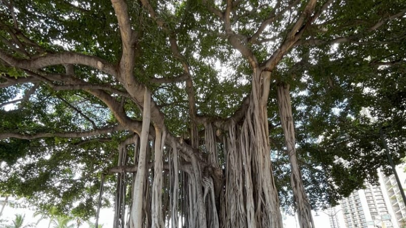ラハイナを襲った炎を生き延びた!バニヤンツリーってどんな木?