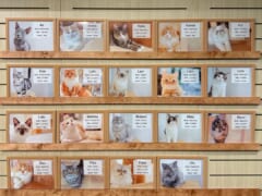 猫好きにはマスト！ワイキキで猫たちと触れ合えるキャットカフェをご紹介
