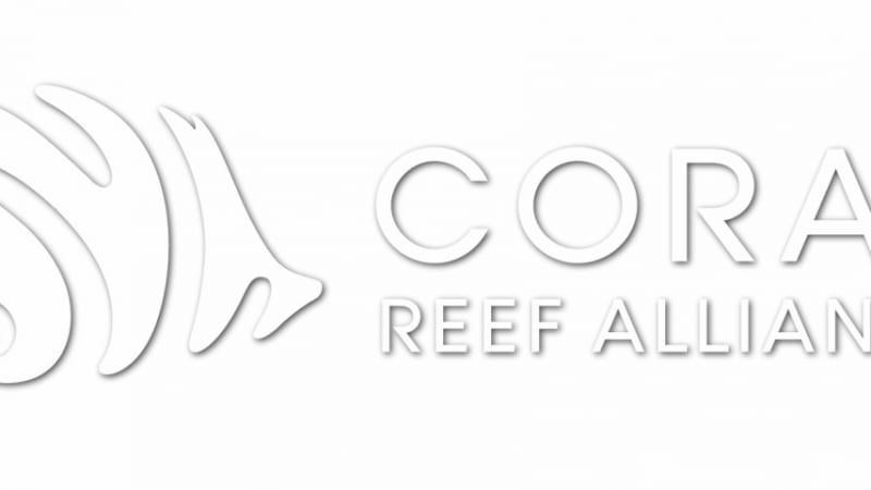 11月はサンゴ白化啓発月間　〜日常でできること〜