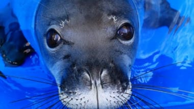 アメリカで2番目に長い歴史のある公立水族館、ワイキキ・アクアリウムへ太平洋の海洋生物に会いに行こう♪