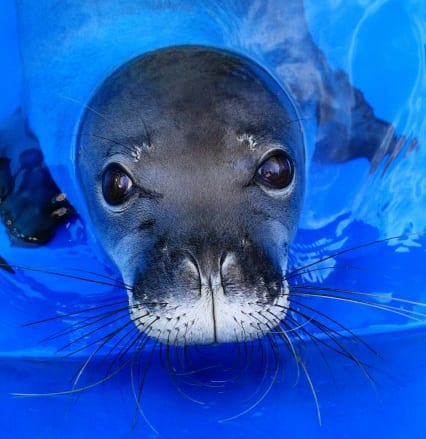 アメリカで2番目に長い歴史のある公立水族館、ワイキキ・アクアリウムへ太平洋の海洋生物に会いに行こう♪