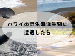 ハワイの海洋生物に遭遇した時に気をつけたい注意事項