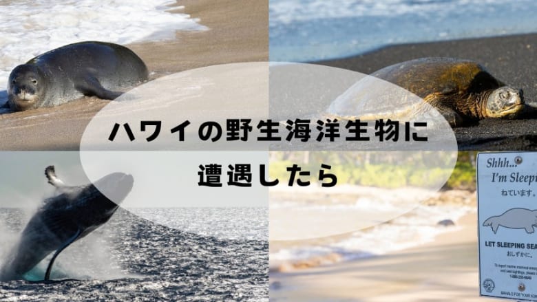 ハワイの海洋生物に遭遇した時に気をつけたい注意事項