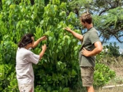 JTBハワイオプション by OLIOLI ノースショアのビーチを守る緑化活動体験とノースショア観光