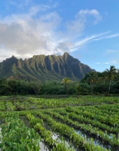 OUTRIGGER Resorts & Hotels Malama Hawaii Experience /マラマアウトリガー・ハワイ・・リゾーツ＆ホテルズエクスペリエンス