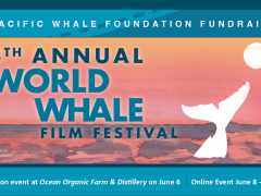 ワールド・ホエール・フィルム・フェスティバル