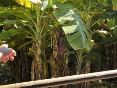 ハワイの農業について学ぼう！ワゴンに乗って広大な農園を進むツアーが大人気